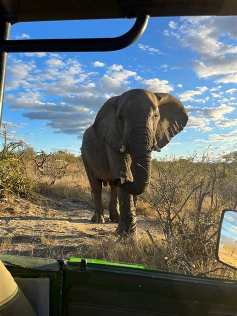 viva safaris|viva safaris kruger park.